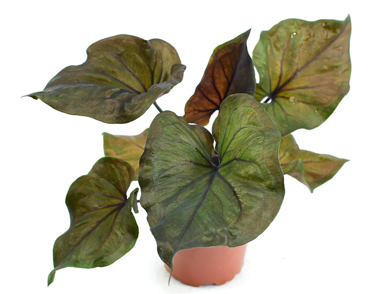Caladium 'Ebony'