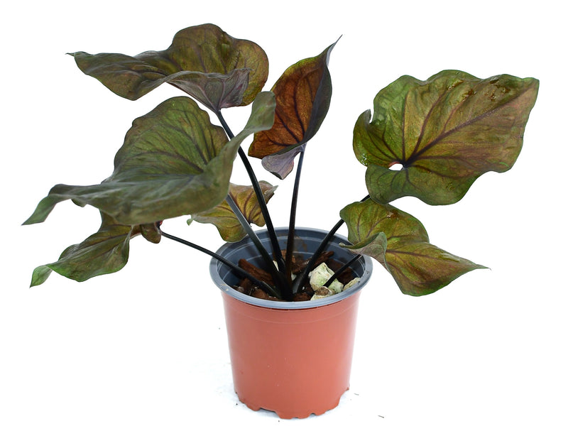 Caladium 'Ebony'