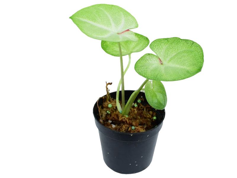Caladium bicolor 'Heart Of Queen'