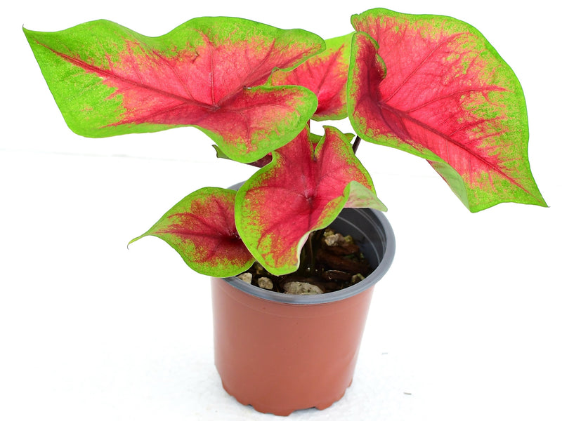 Caladium bicolor 'Medal'