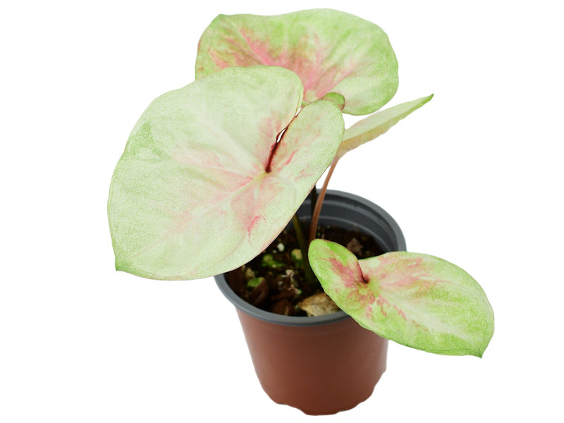 Caladium bicolor 'Queens heart'