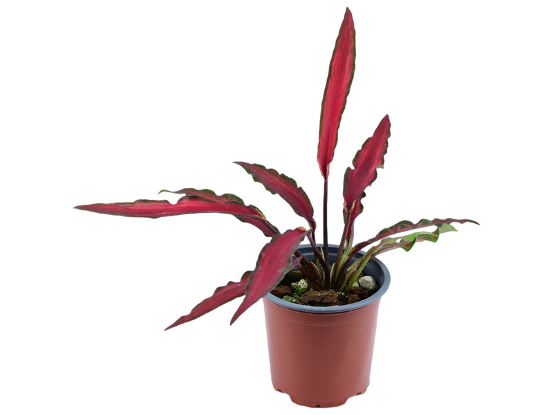 Caladium bicolor 'Red Scarf' (5,5cm Topf)