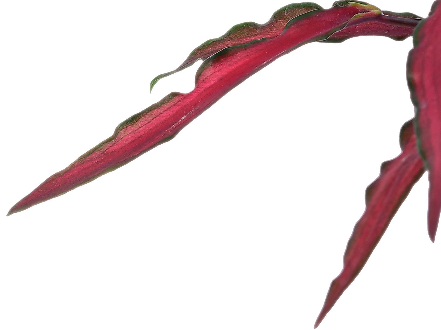 Caladium bicolor 'Red Scarf' (5,5cm Topf)