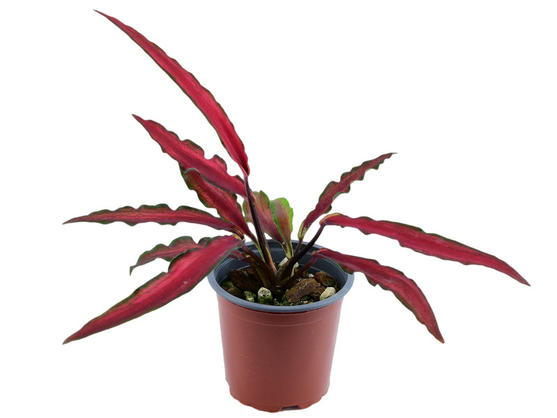 Caladium bicolor 'Red Scarf' (5,5cm Topf)