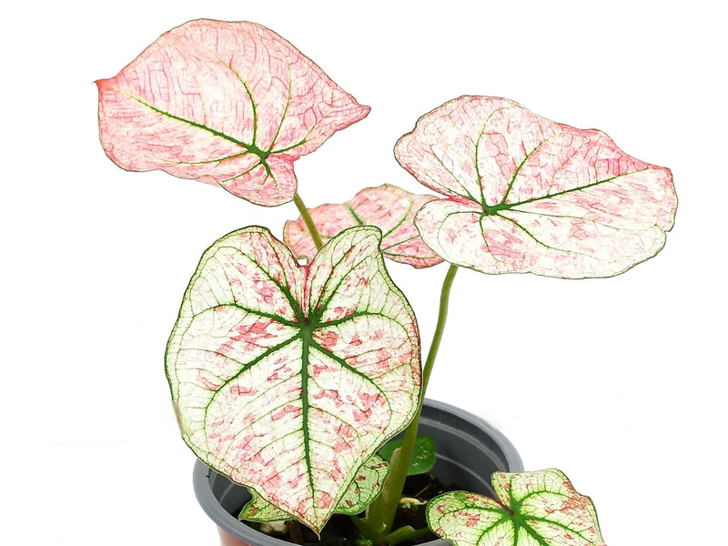 Caladium bicolor ‘Scarlet Mary’