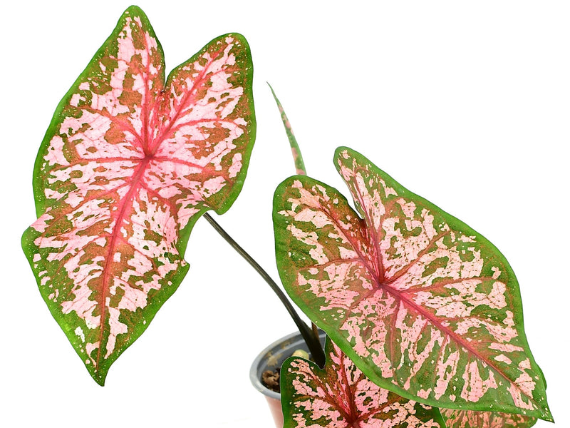 Caladium bicolor 'Blusher'