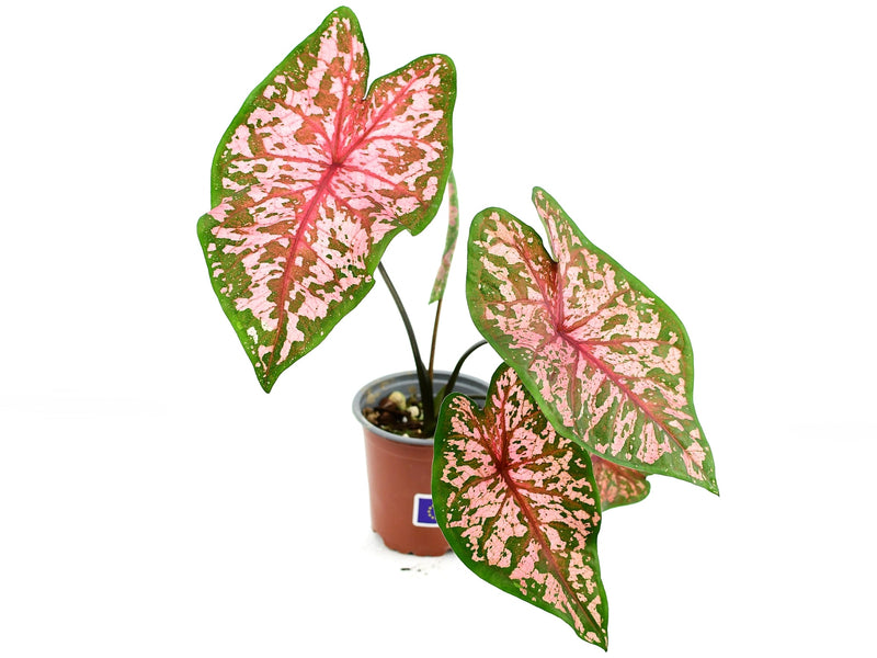 Caladium bicolor 'Blusher'