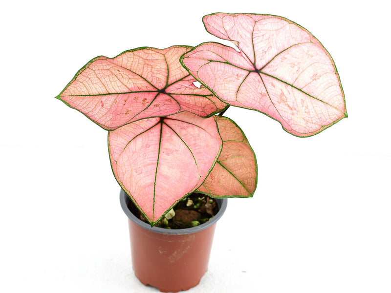 Caladium bicolor 'Heidi'