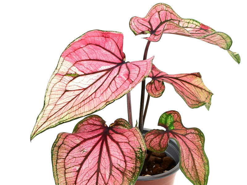 Caladium bicolor ‘Lucia’