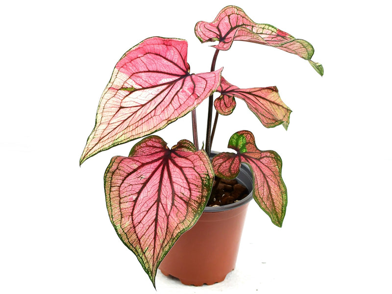 Caladium bicolor ‘Lucia’