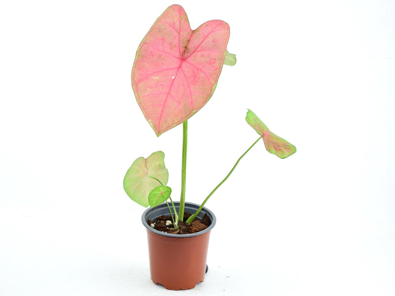 Caladium bicolor ‘Sexy Pink’