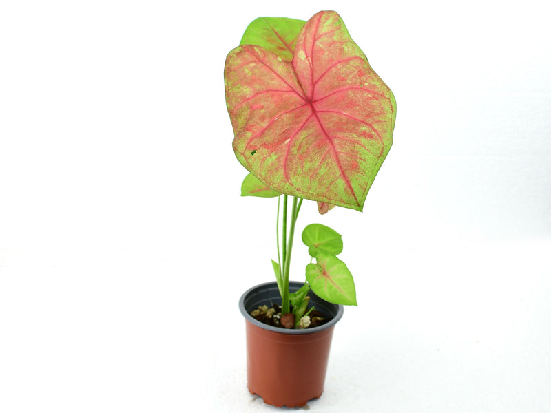 Caladium bicolor ‘Sexy Pink’