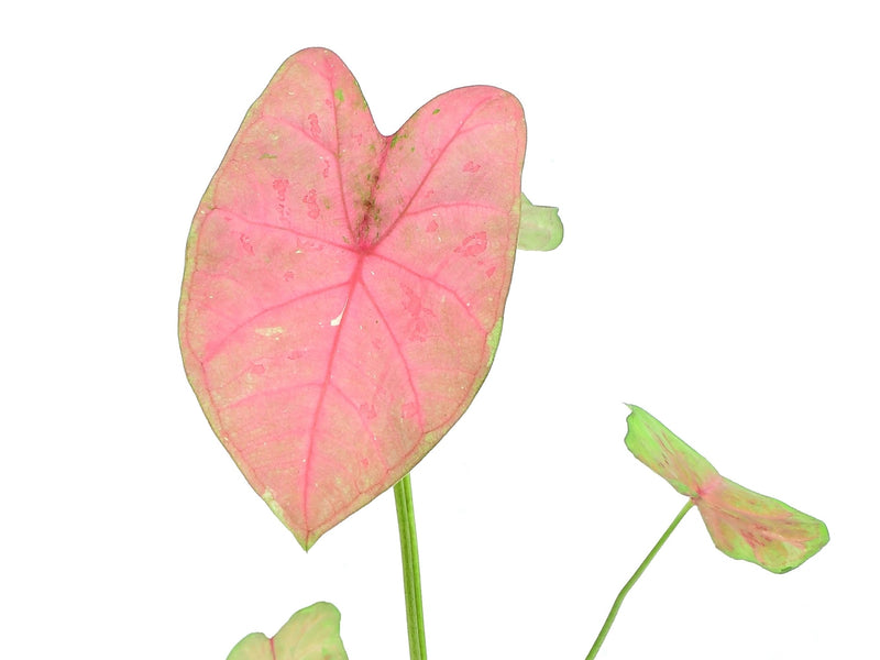 Caladium bicolor ‘Sexy Pink’