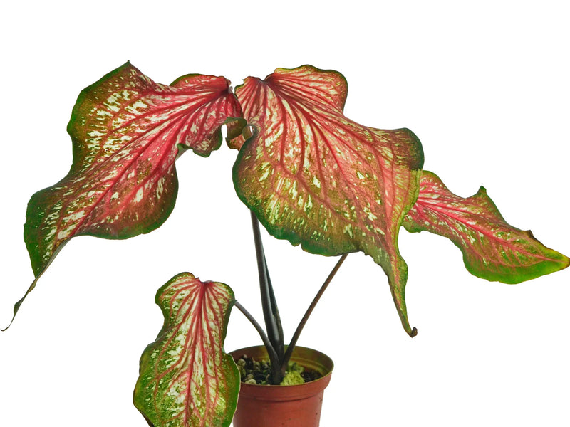 Caladium bicolor 'Thai Beauty'
