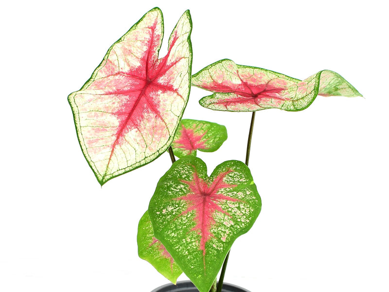 Caladium bicolor 'Thailand's light'