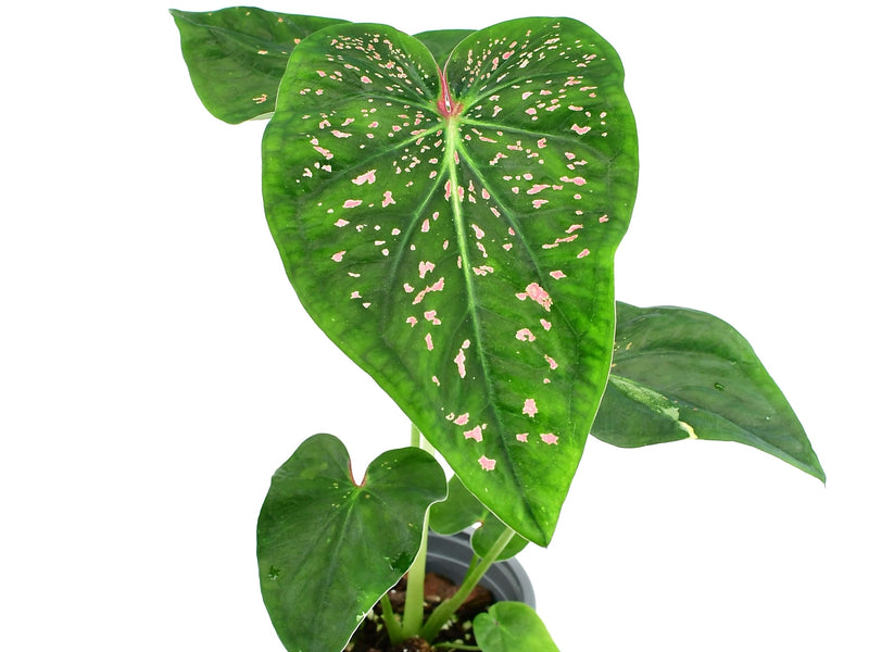 Caladium bicolor 'Thousand Stars'