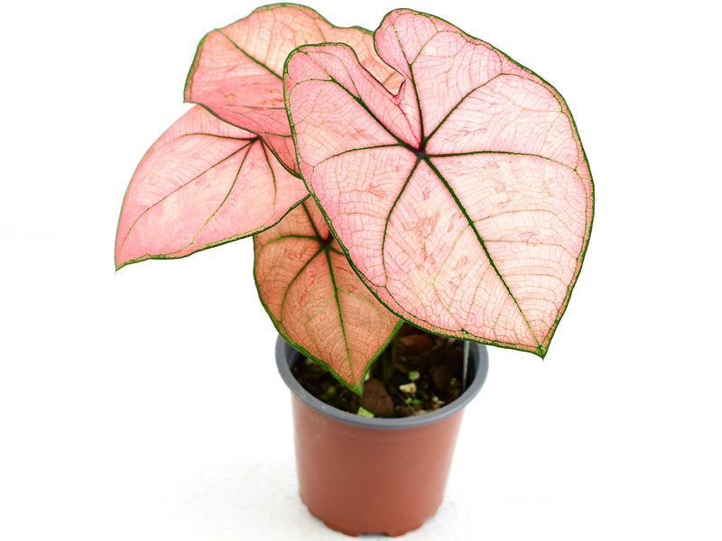 Caladium bicolor 'Heidi'