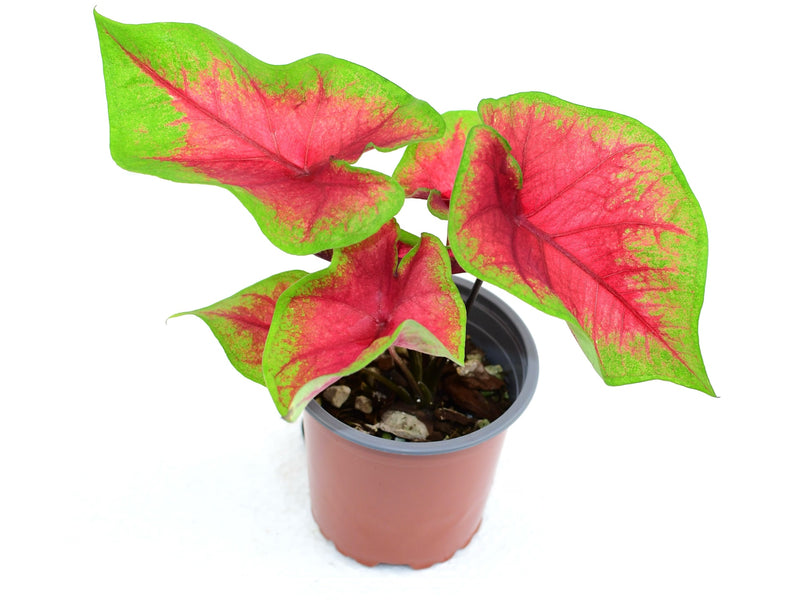 Caladium bicolor 'Medal'