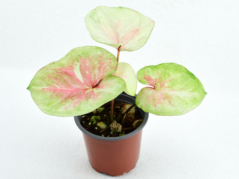 Caladium bicolor 'Queens heart'