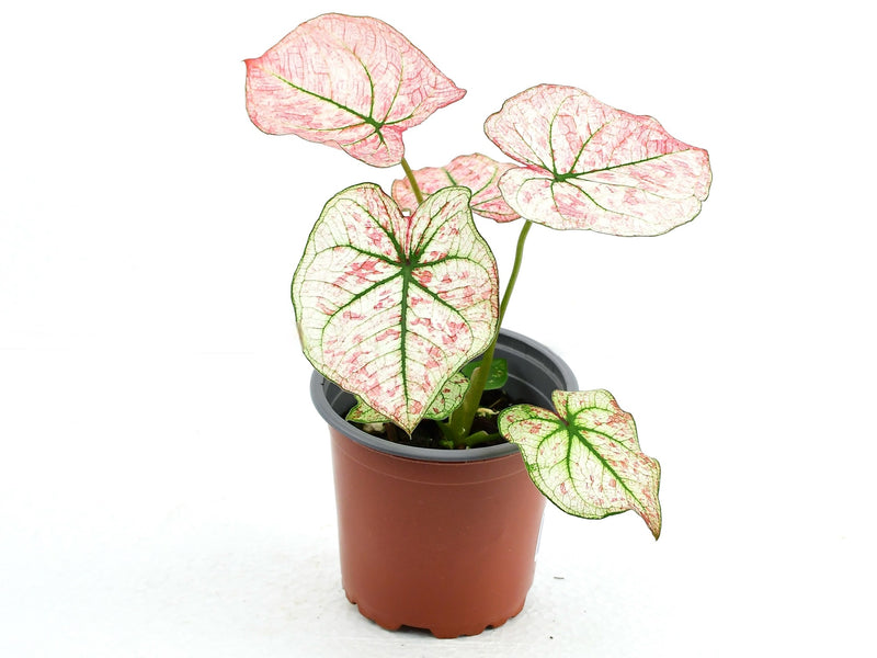 Caladium bicolor ‘Scarlet Mary’