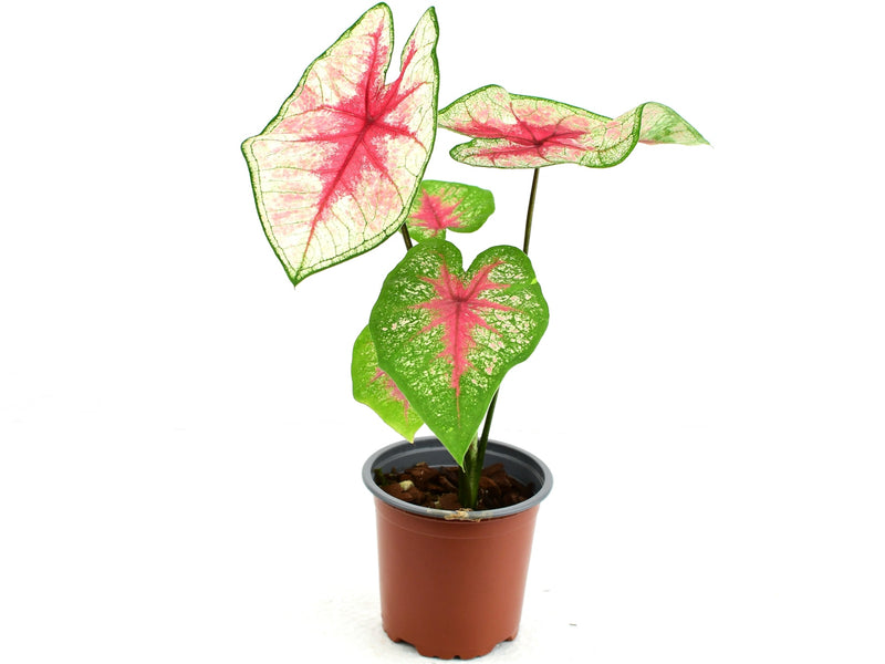 Caladium bicolor 'Thailand's light'