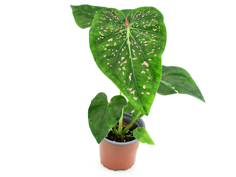 Caladium bicolor 'Thousand Stars'
