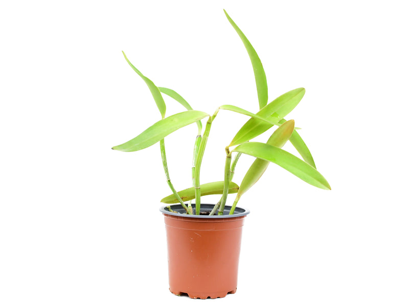 Cattleya Green Emerald