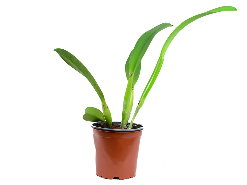 Rhyncalaelia Penny Ann alba