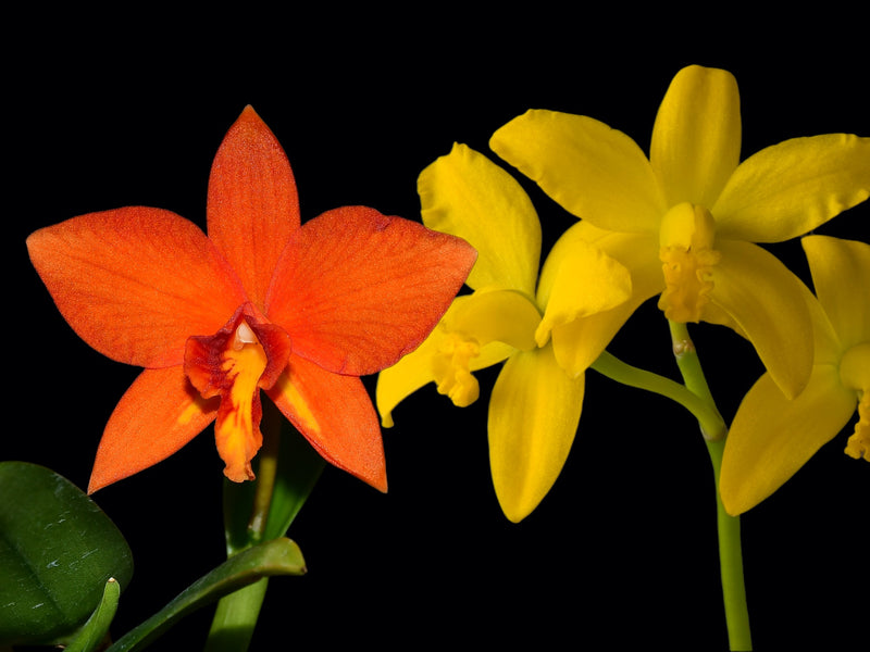 Cattleya Valda x L. briegeri OP in vitro