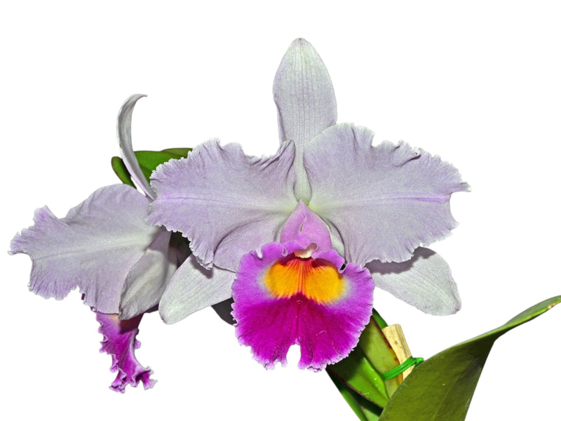 Cattleya Amanecer '4N'
