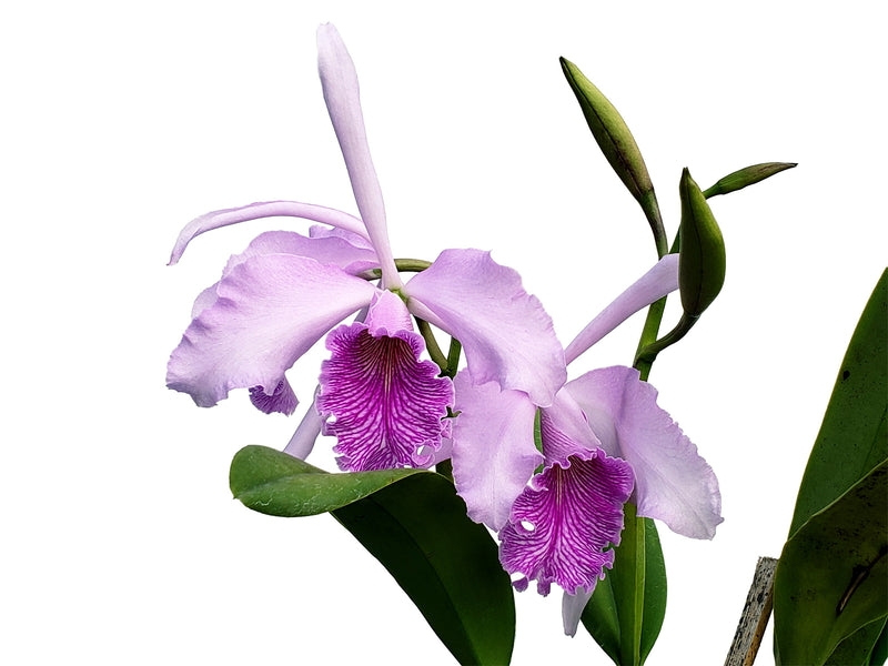 Cattleya Amazone