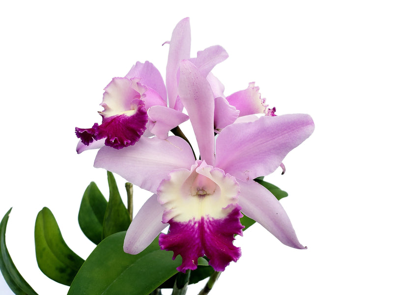 Spring Balsas Cattleya Balsas — Ecuagenera Europe GmbH