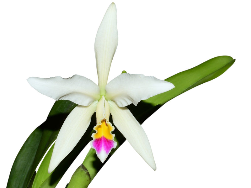 Cattleya Betsy Portilla