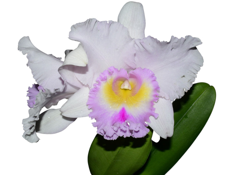 Cattleya Hibrida (CF 370)