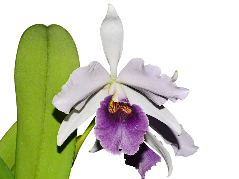 Cattleya C. G. Roebling (1895)