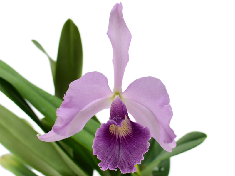 Cattleya Canhamiana f. coerulea 'Azure Sky'