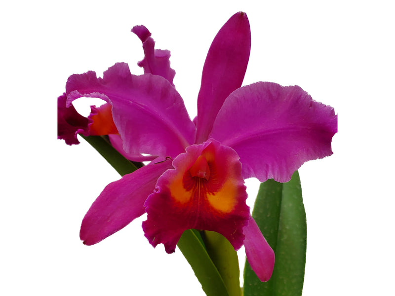 Cattleya Carlitos G.