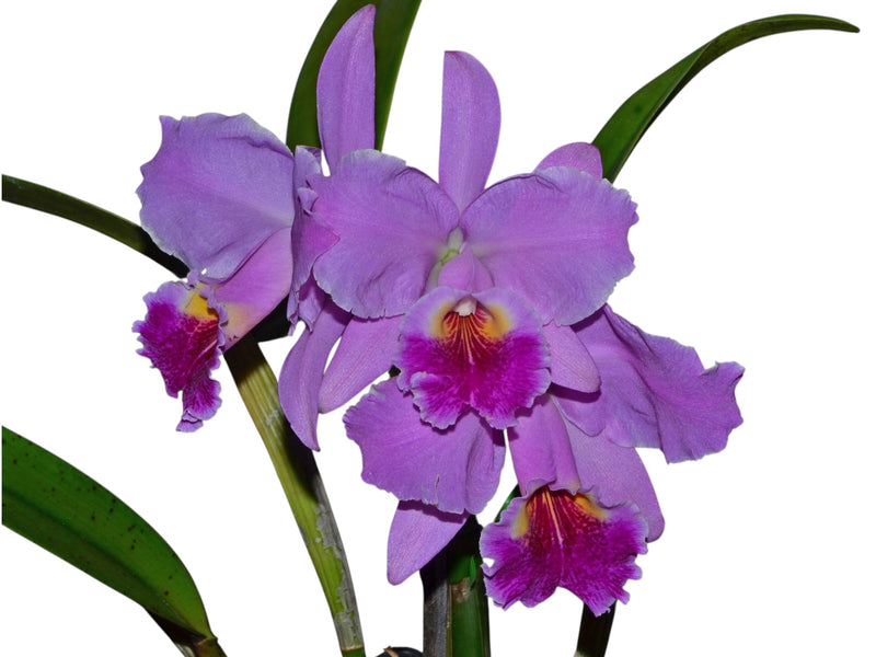 Cattleya Carmen