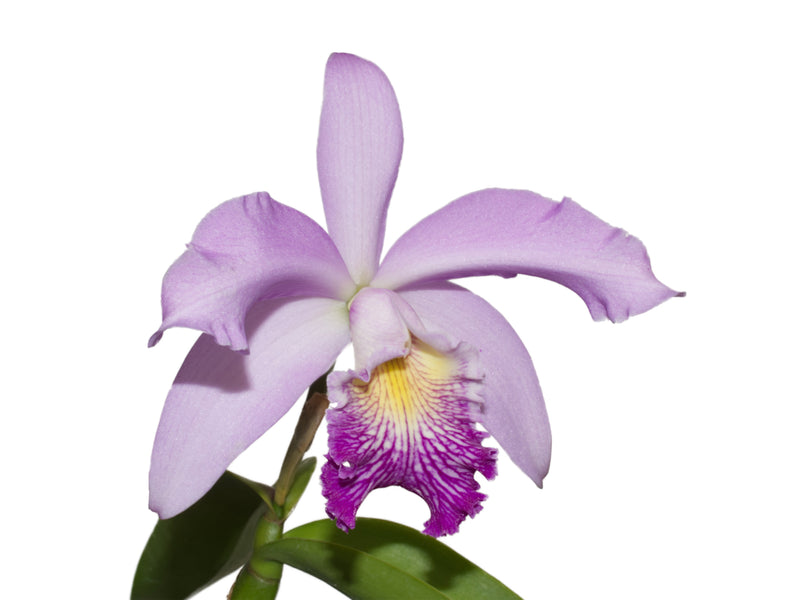 Cattleya Cuyabeno