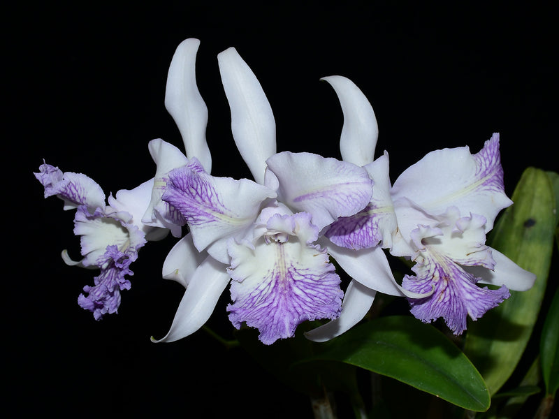 Cattleya Dominiana (1859) f. coerulea splash
