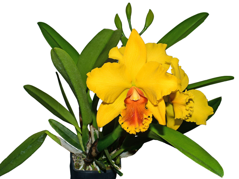 Cattleya El Condor