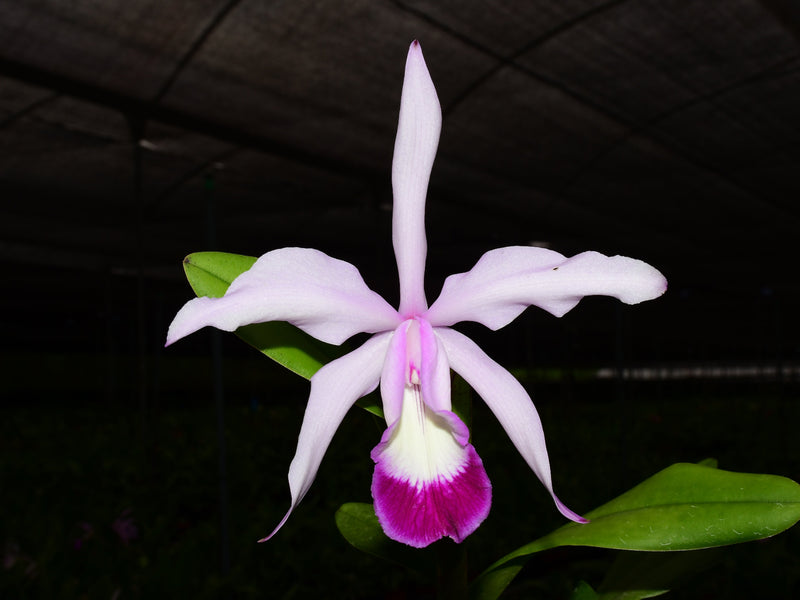 Cattleya Elegans (1898) (5 cm Topf)