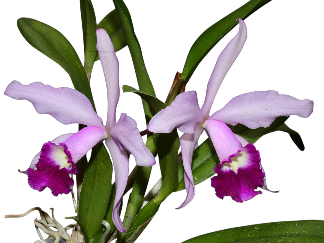 Cattleya hybrid
