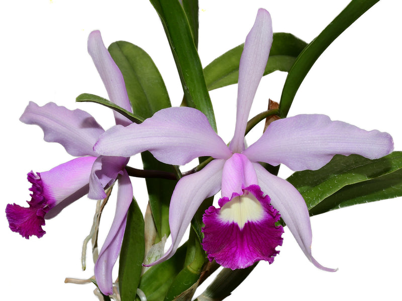 Cattleya Elegans OP Invitro