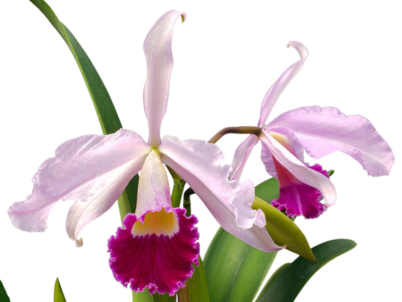 Cattleya Eximia