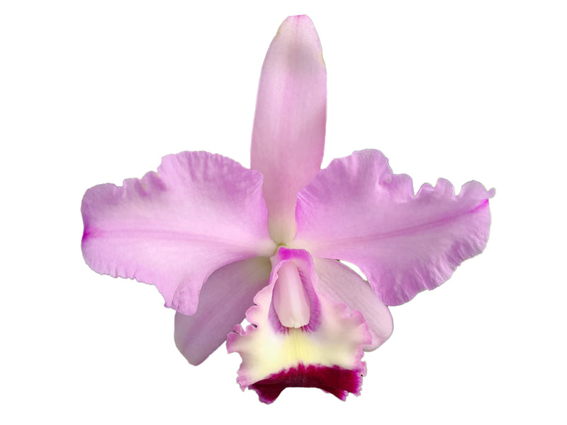 Cattleya GB