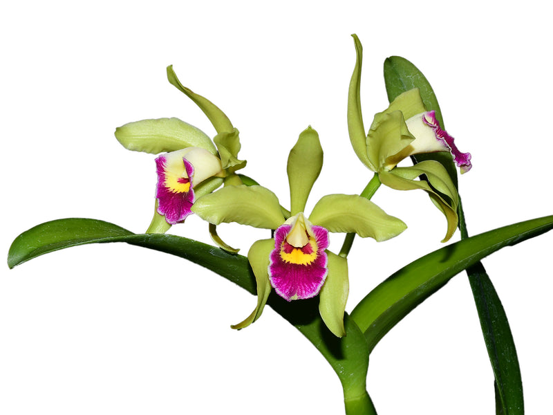 Cattleya Gigi Portilla