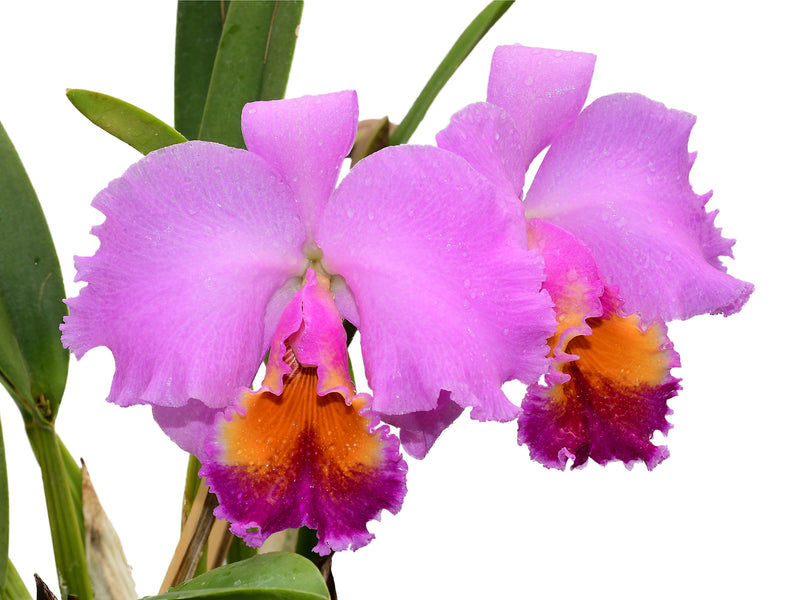 Rhyncholaeliocattleya Cutty Sark Full Soil
