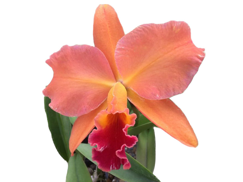 Cattleya Keep Smiling