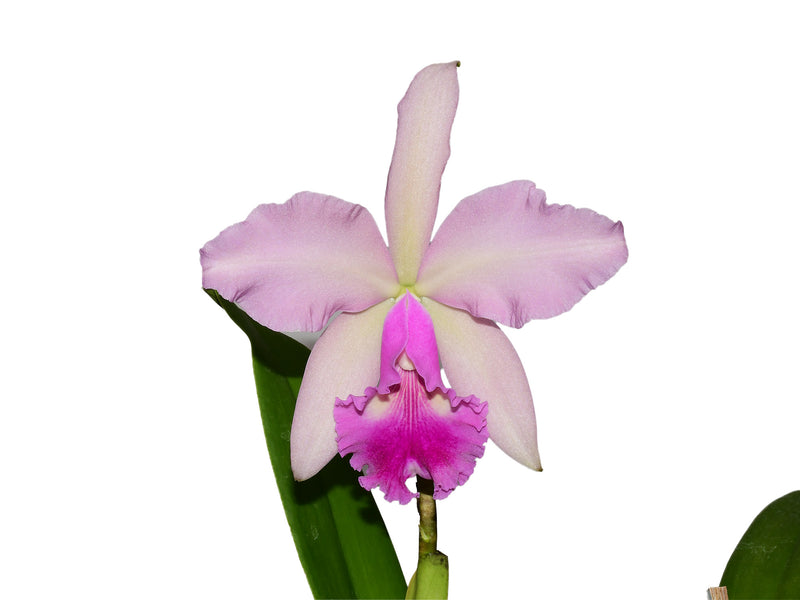 Cattleya Kiss Me